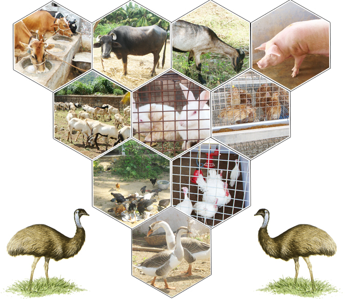 Animal Husbandry Diploma 2022 | राजस्थान पशुपालन डिप्लोमा कोर्स 2022